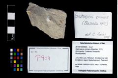 Foto (Objekt + Etikett) von Gastrosacus eminens (Blaschke, 1911)  (NHMW-GEO-2014-0194-0904)